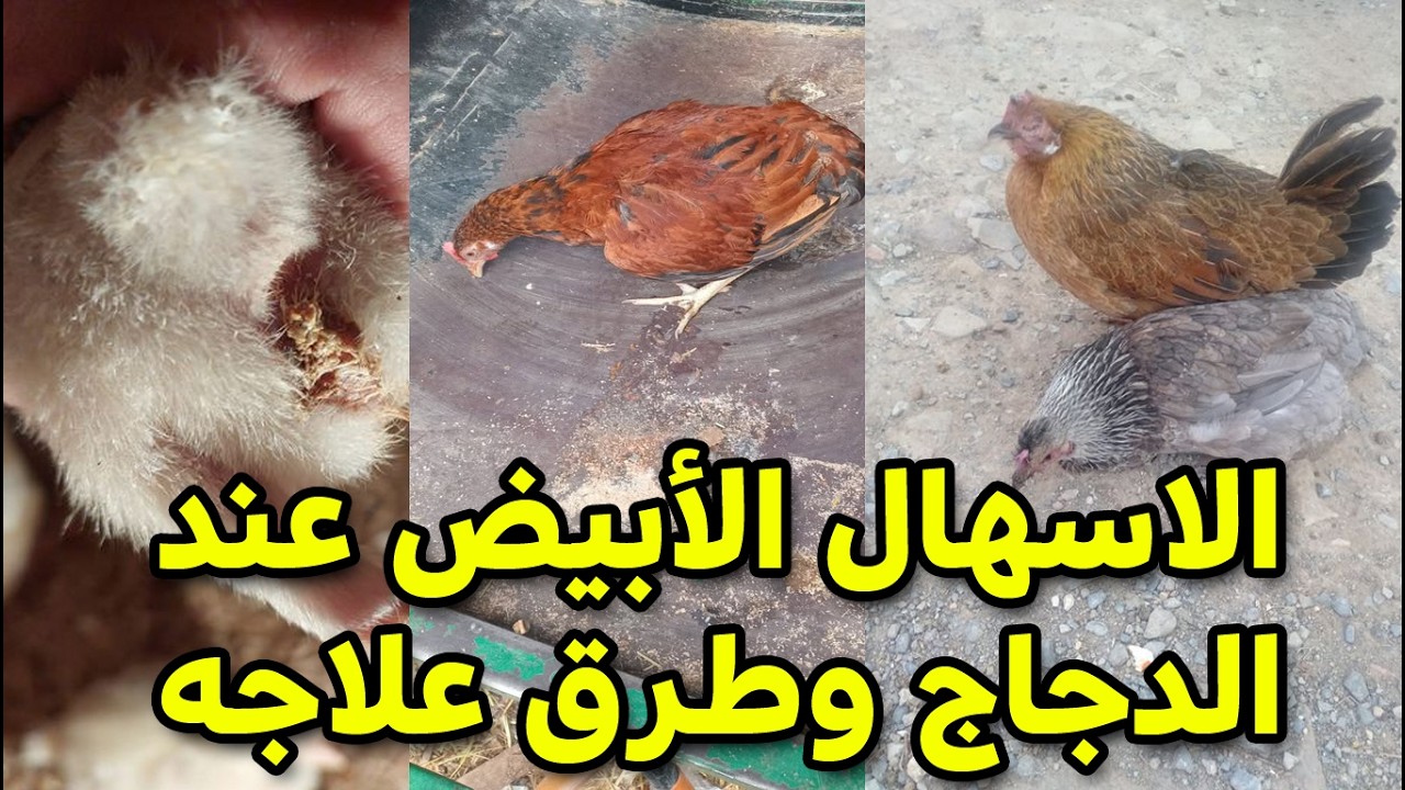 علاج الاسهال الابيض عند الدجاج بهذه الطريقة الطبيعية للتخلص من المرض نهائيا طريقة غير مكلفة ومجربة