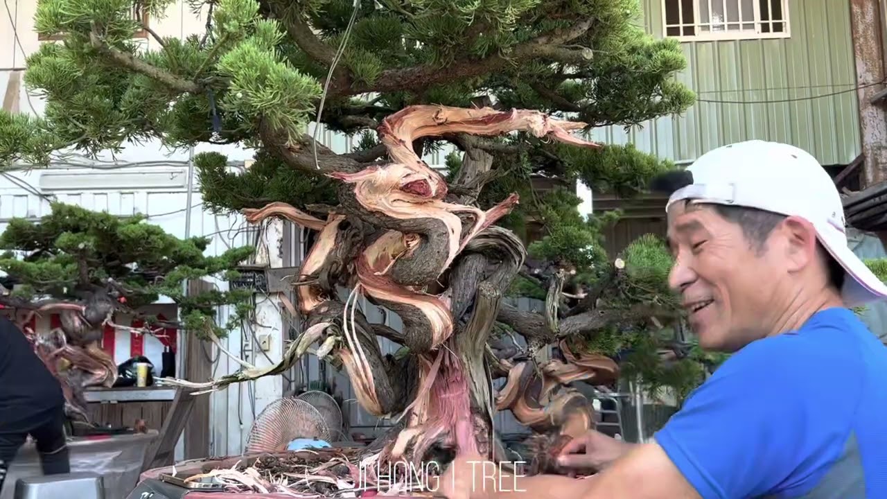 台灣真柏大型盆景舍利