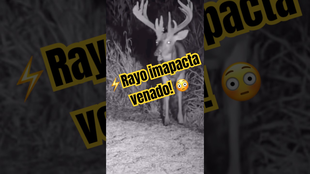 Captan rayo impactando a un venado!