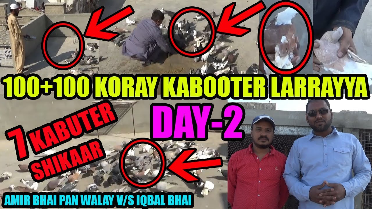 Koray Kabooteron Ki Larraya Gola Pigeons Loft Amir Bhai Pan Walay Catching 7 Kabootar Pakray Day-2