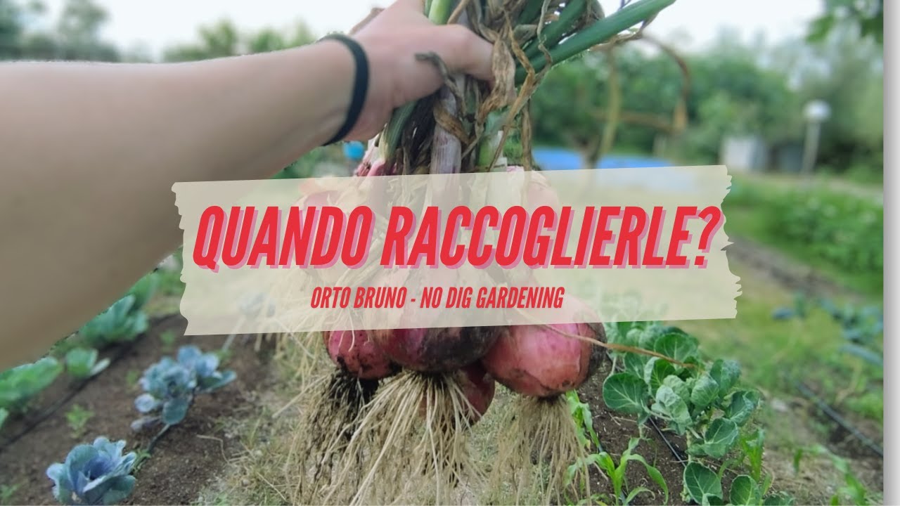 🧅 La RACCOLTA delle CIPOLLE all'Orto Bruno