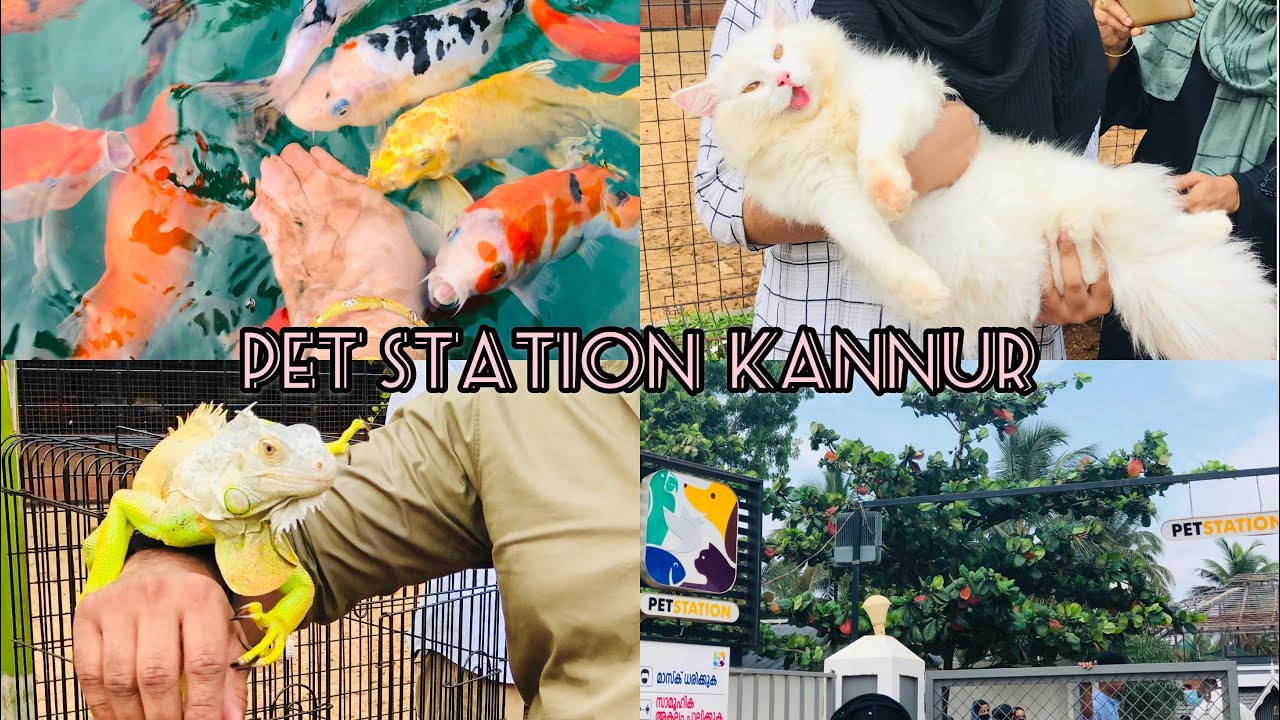 Pet Station Kannur || Mattool Pet Station Vlog