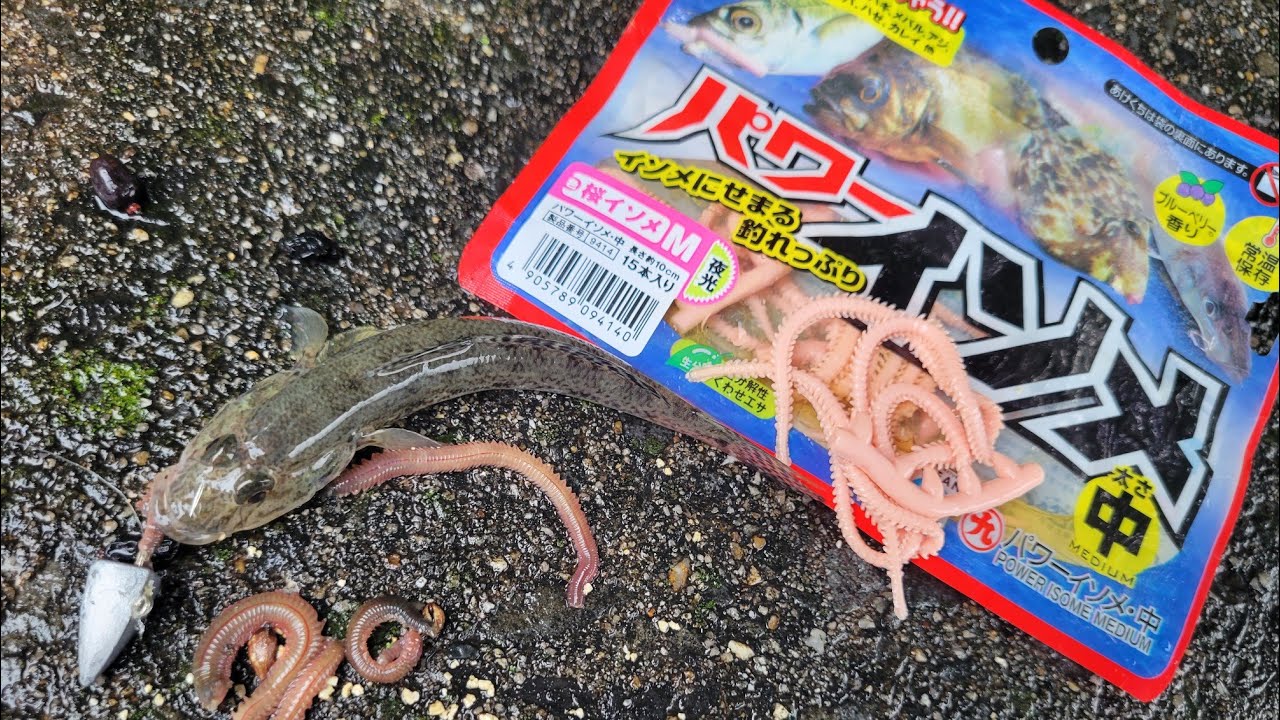 【徳島】吉野川のハゼはパワーイソメと生エサどっちが釣れるの？