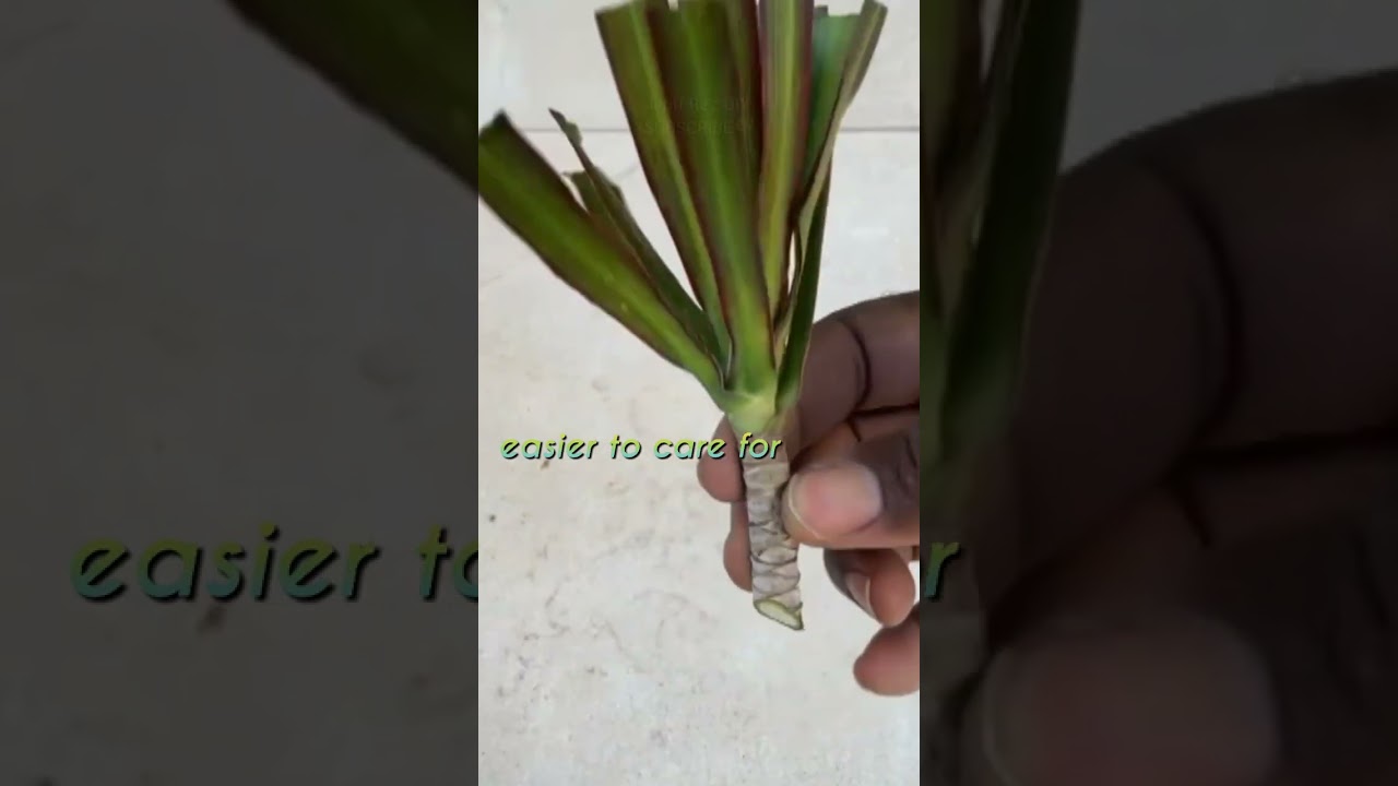 Simple Dracaena Plant Propagation #shorts #dracaena #dragontree