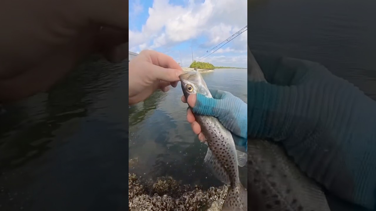 Рыбалка на гигантов! Нашли новое поколение… Морская рыбалка в заливе Тампа, Флорида