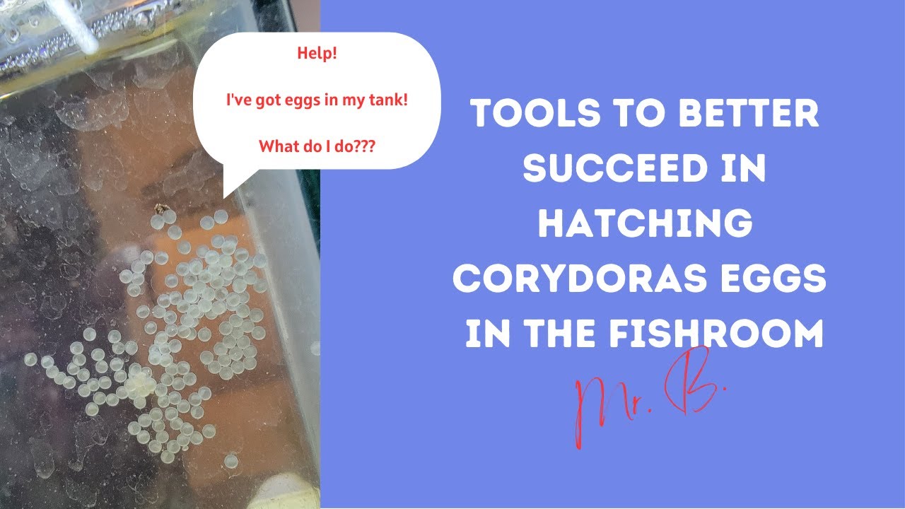 Tools to better succeed in hatching Corydoras in the fishroom.