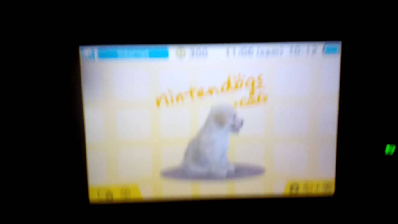 Nintendogs + Cats special race les bichon maltais