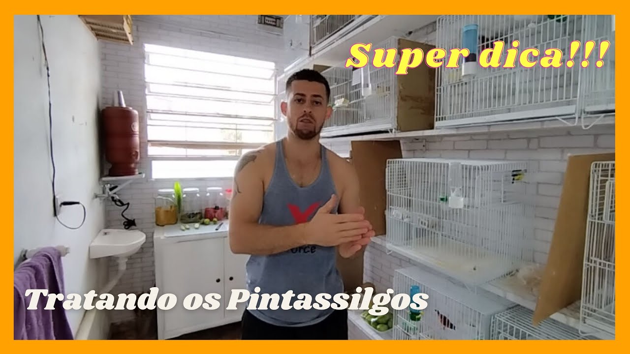 Como tratar de Pintassilgos, melhores legumes para Carduellis.