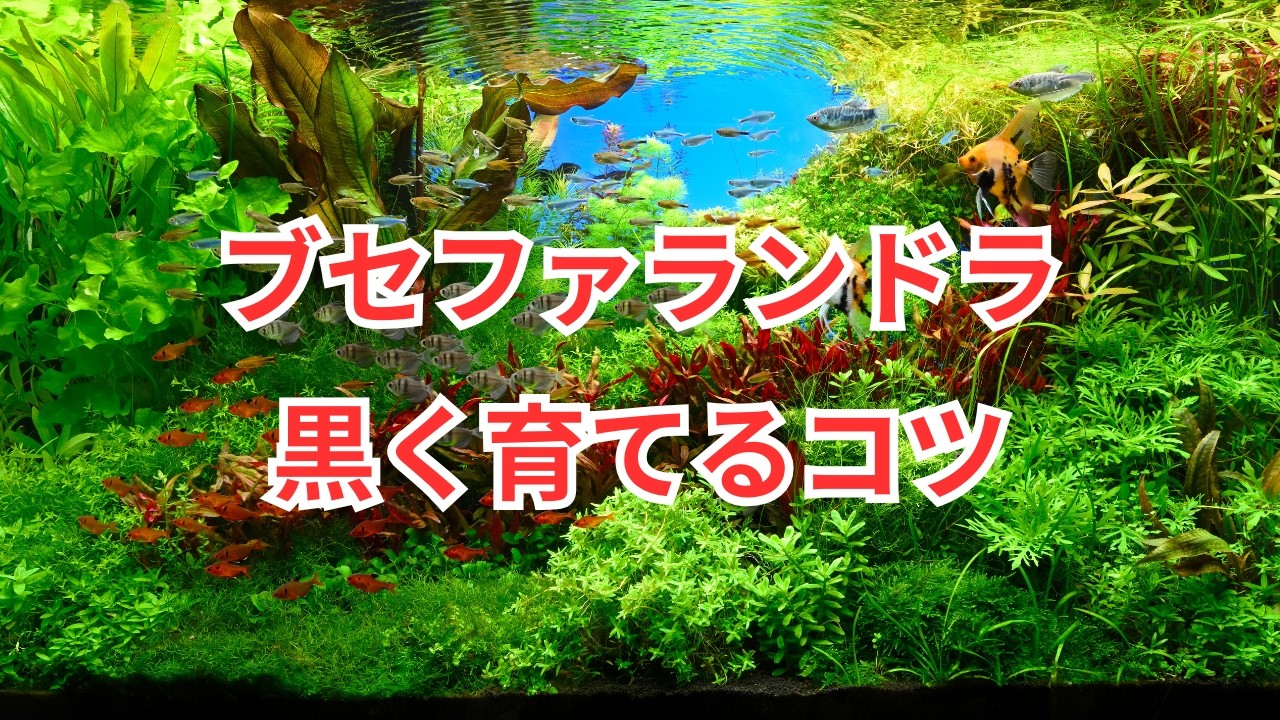 ブセファランドラを黒く育てるポイントを解説します！