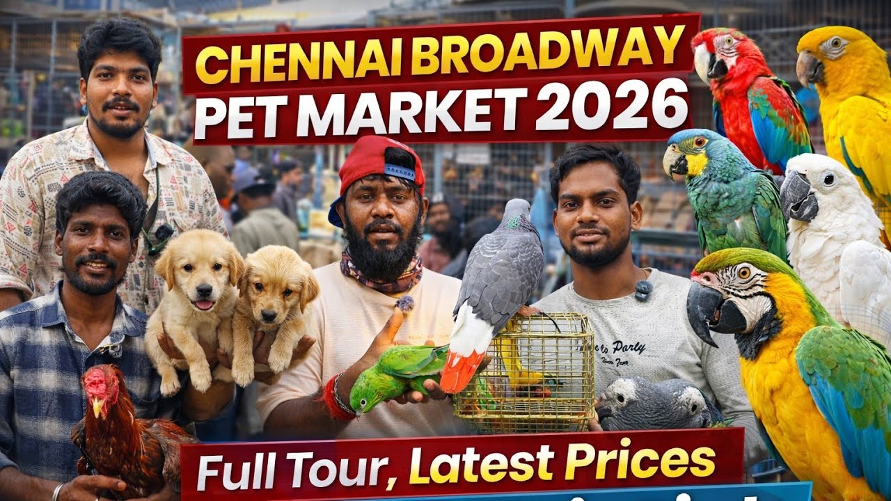 Chennai Broadway Pet Market 2026 | Full Tour, Latest Prices & Rare Exotic Birds(22-03-2026)