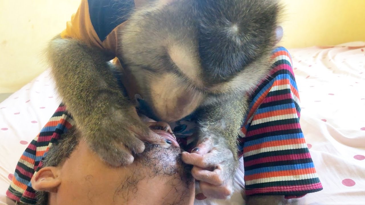 Monkey Grooming ASMR | Mr. Jason Smooth Talk Hand Tenderly Grooming Jaw Dad To Deep Sleep