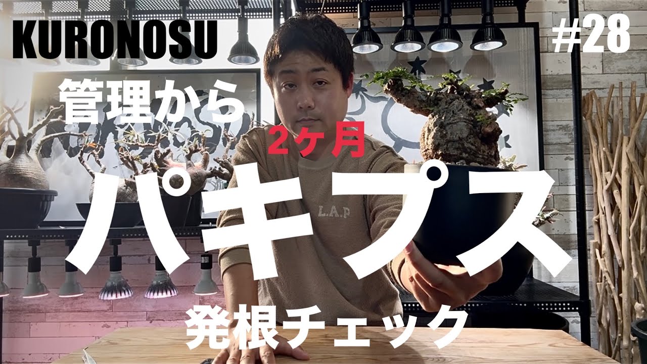 パキプス発根チェック✨【2ヶ月目】🫡
