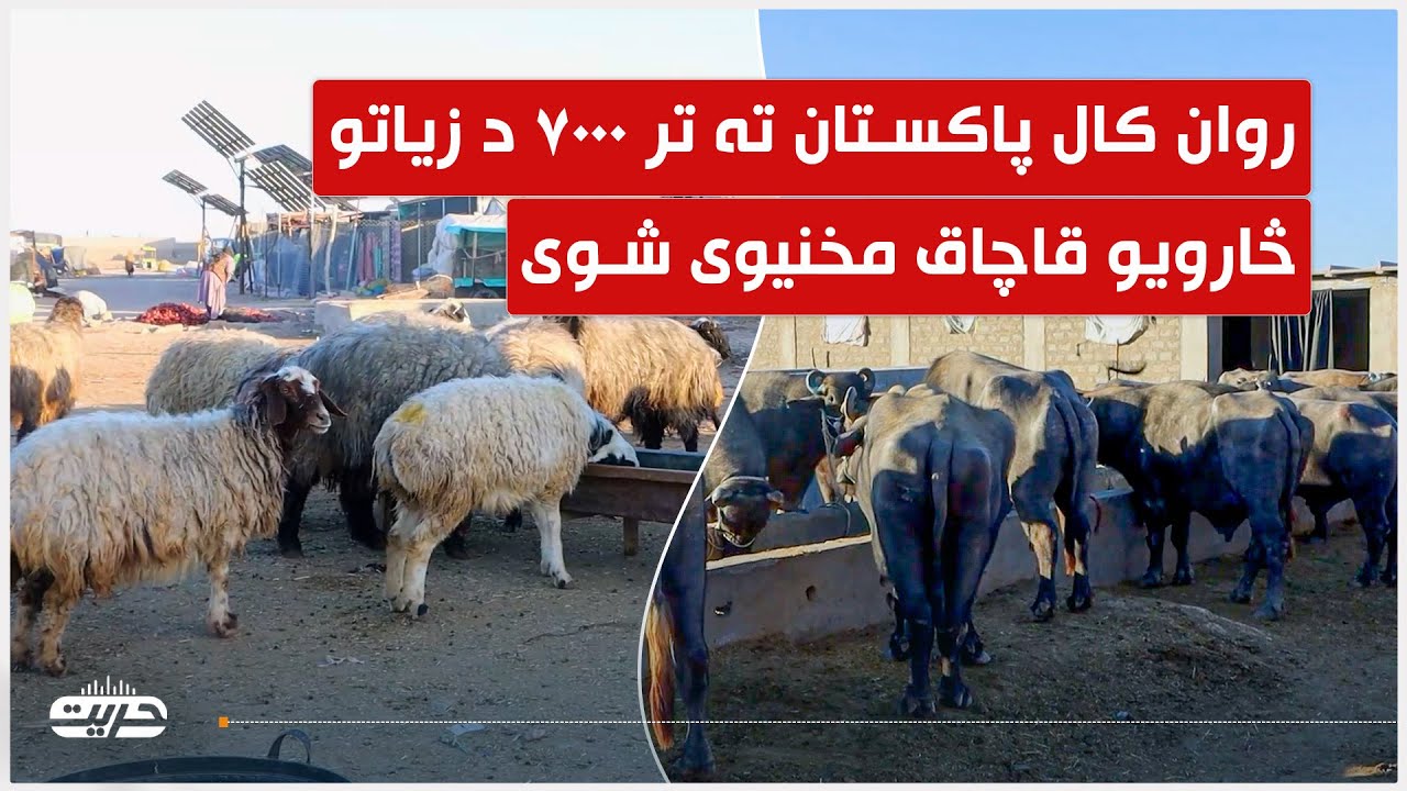 روان کال پاکستان ته تر ۷۰۰۰ د زياتو څارويو قاچاق مخنيوی شوی