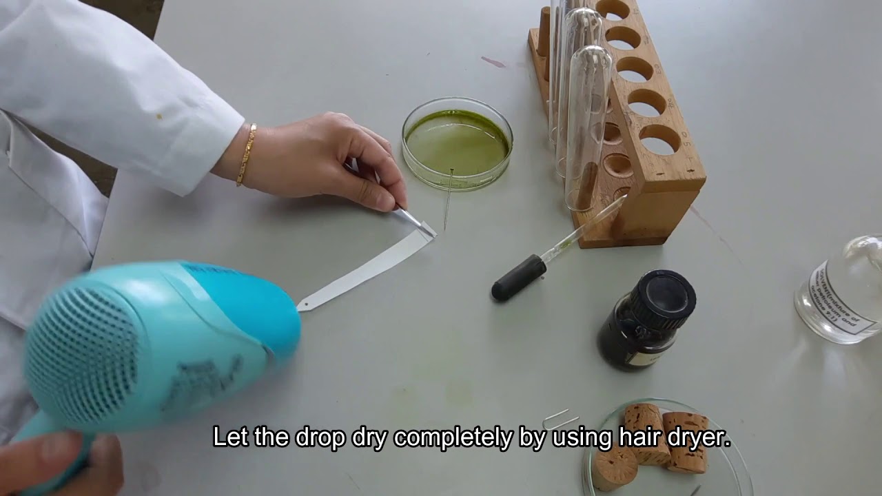 EXPERIMENT 11 - PHOTOSYNTHESIS