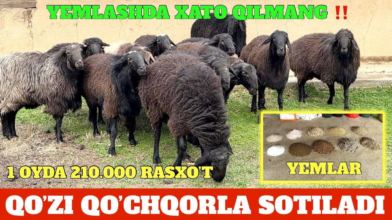 QO’CHQOR BOQISH SIRLARI 1-OYDA 210.000 RASXO’T TAROZIGA 78.000 SO’M SOTILADI 125.000 SO’YIB OLING