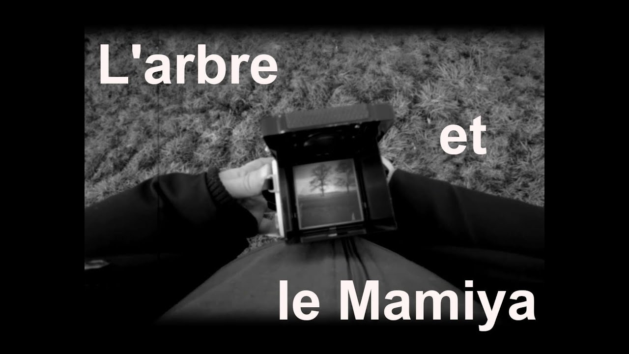 L'arbre et le Mamiya / The Tree and the Mamiya