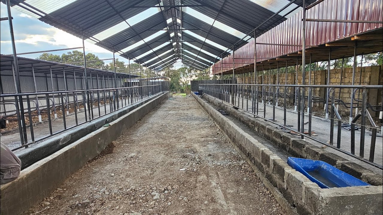 Constructing modern cowshed that will hold 52 cows 