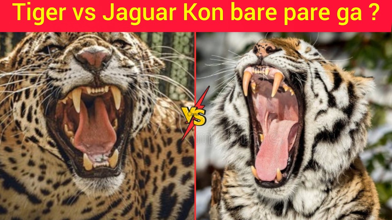 Tiger vs Jaguar,🐆 Kon ha takt wr