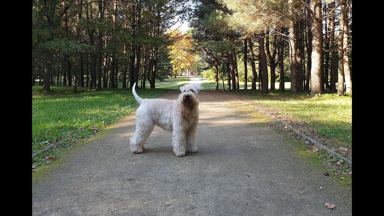 Autumn evening walk with Soft-coated Wheaten Terrier