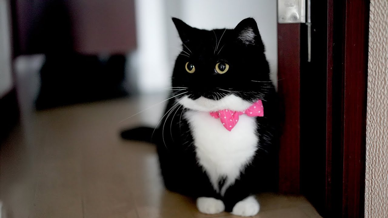 こんなかわいい声で呼ばれたらどうしますか？　Uni meow is so cute and I need to hurry for him