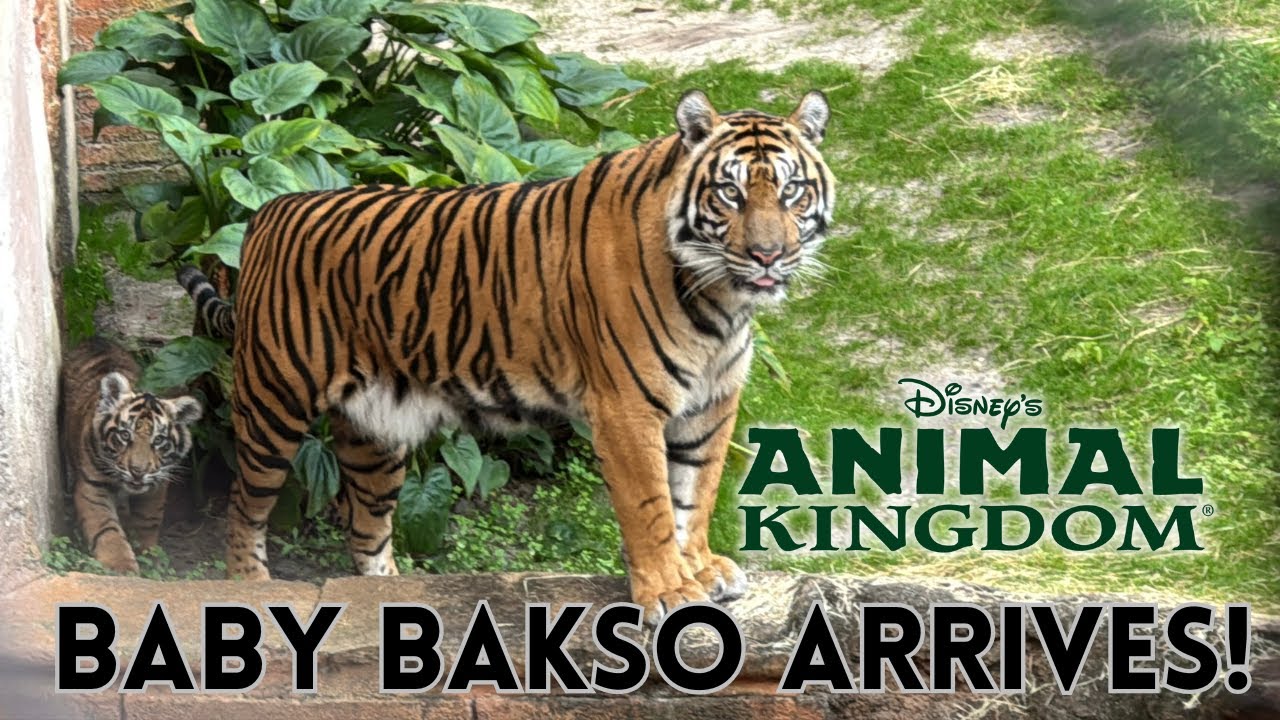 NEW ARRIVAL of Baby Tiger Bakso at Maharajah Jungle Trek | Disney's Animal Kingdom | WDW