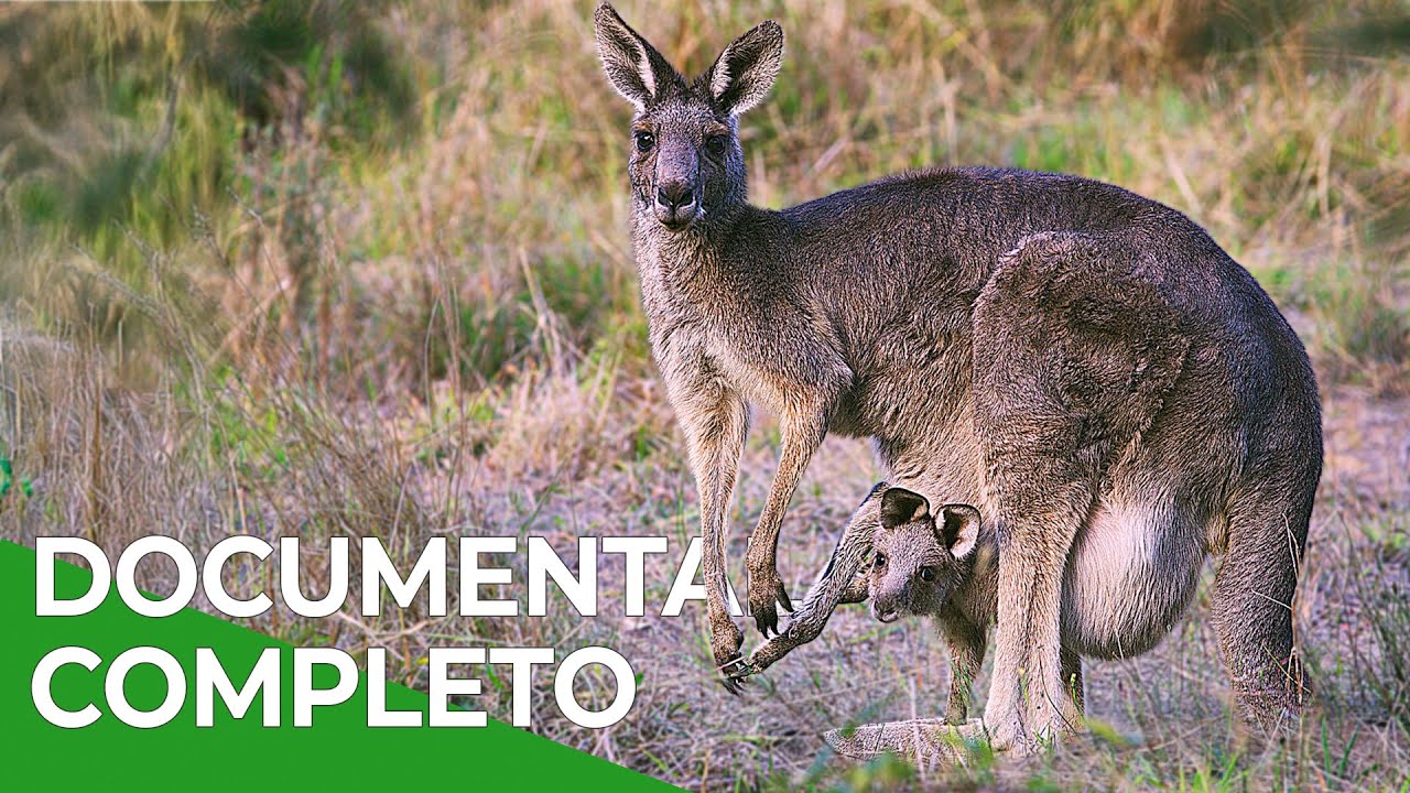 Sentidos Superiores – Episodios 7 a 9 | Free Documentary Nature - Español