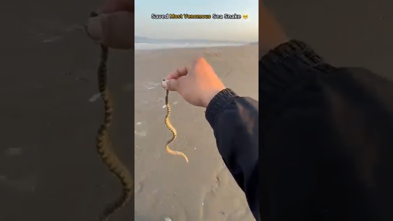 Venomous but helpless—deserved a second chance 💔