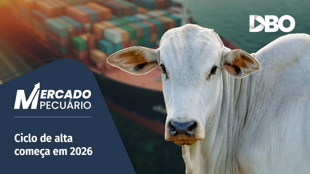 Boi gordo: exportações em ritmo extraordinário desafiam tarifa da China