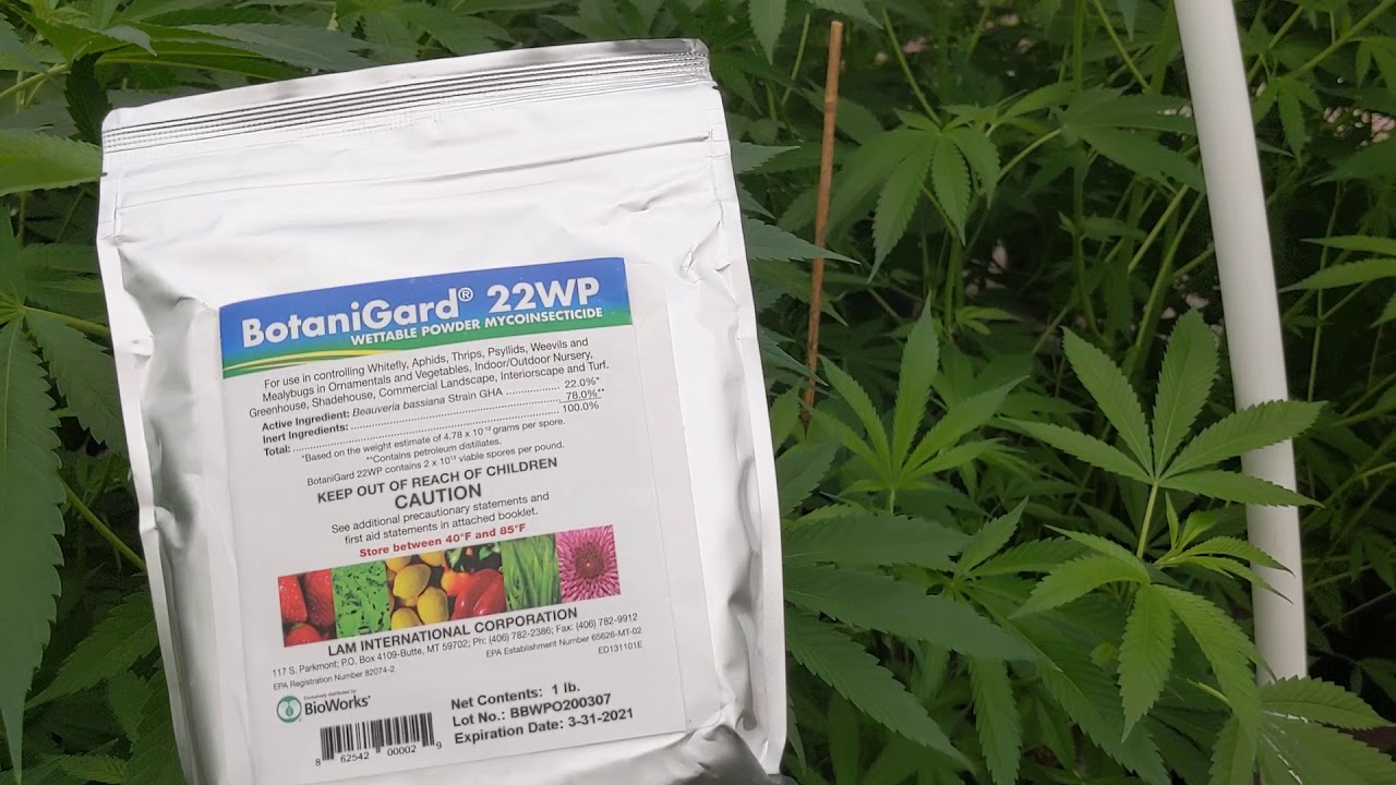 How To: Aquaponic Insect Control with Beauveria Bassiana