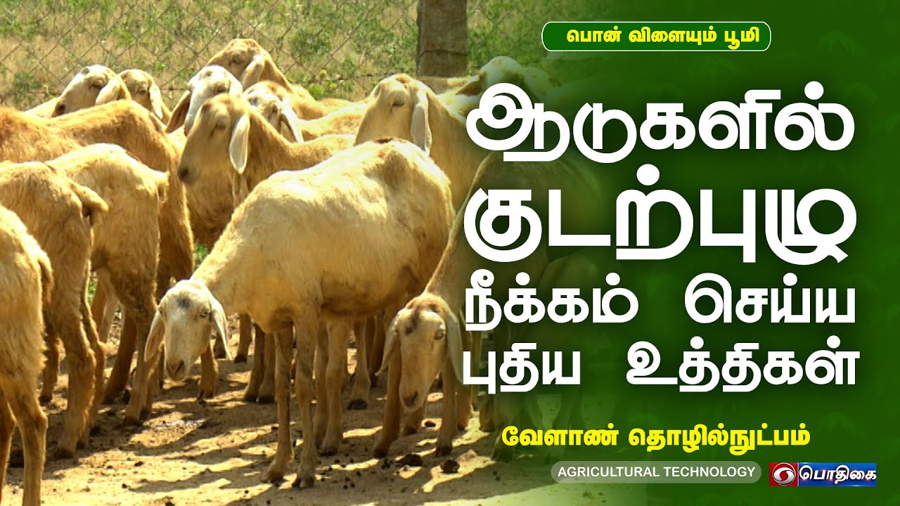 ஆடுகளில் குடற்புழு நீக்கம் செய்ய புதிய உத்திகள்