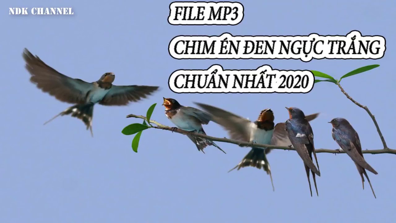 Tiếng chim én gọi bầy