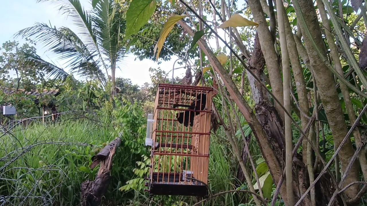 curió ele é um preseiro raçudo e mal pegou amarrou pé e bico várias vezes feliz presente de Deus 