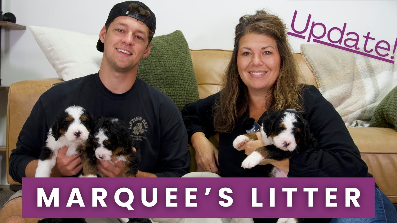 Marquee's F1 Mini Bernedoodle Puppies | Litter Update!!