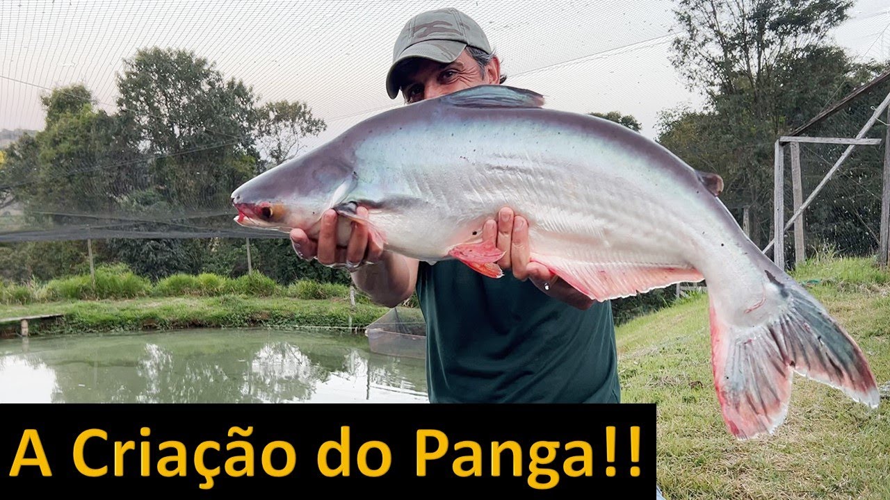 Criação de Panga  (Parte2) Será tão bom quanto a Tilápia?