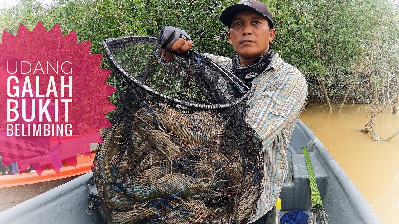 Rezeki Udang Galah Bukit Belimbing | Memancing Udang Galah #prawnfishing