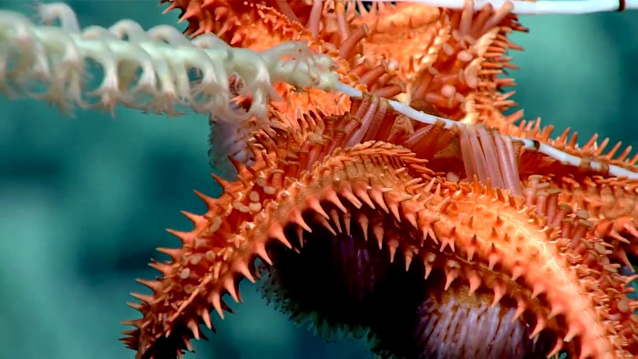 Corals in Concert: 2017 Deep-Sea Symphony