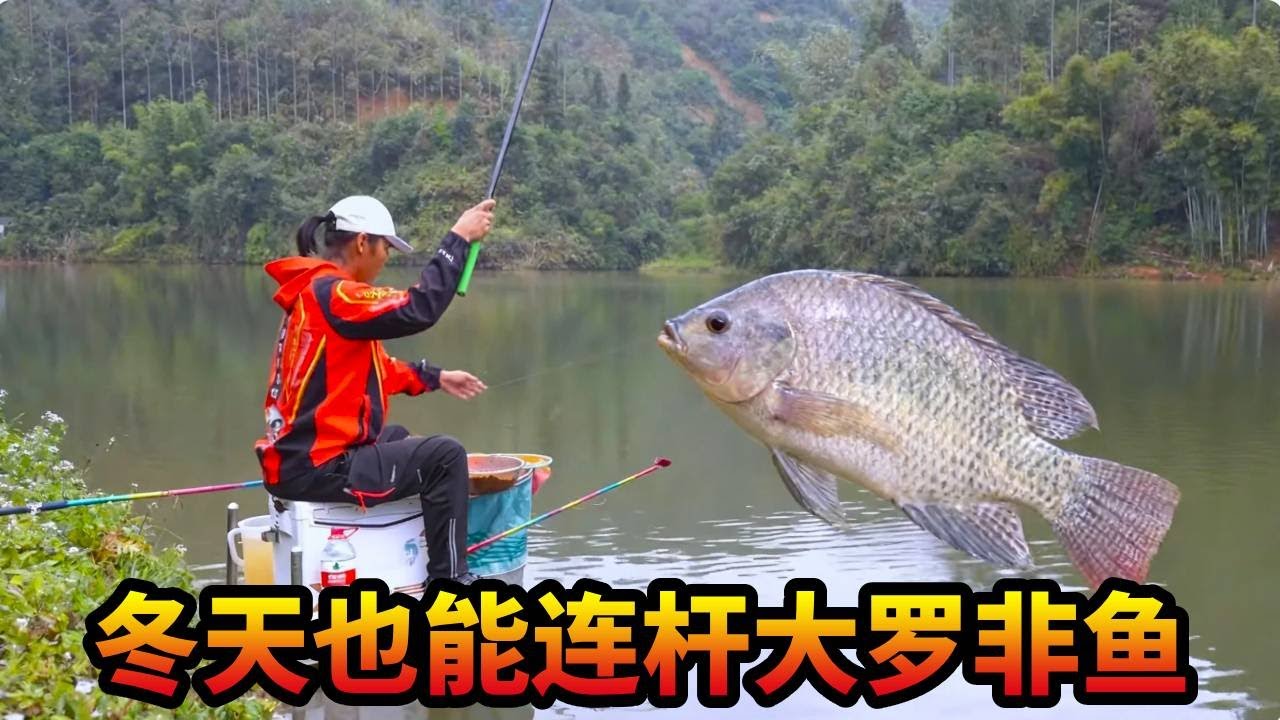 大冬天气温只有15度，竟然连杆起大罗非！妹妹在旁边都看不下去了【游钓黑坑—疯子】