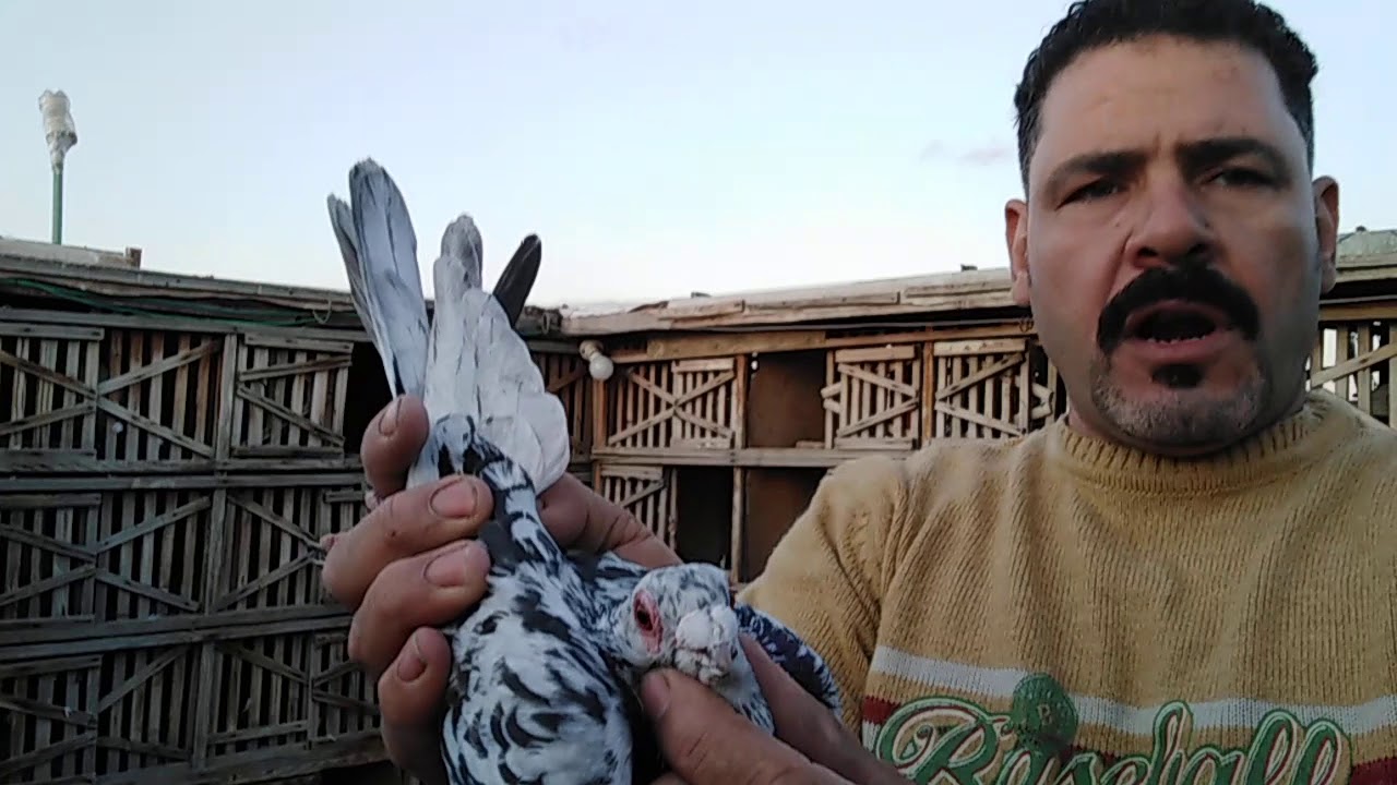 فرجة كام استرالى والدباني والشقلباظ جيين في الكحل#احمدماكو والحمام احلى حاجه في الدنيا