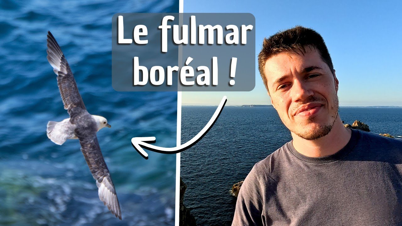 PHOTOGRAPHIE ANIMALIÈRE EN BRETAGNE : Le fulmar au Cap Sizun !