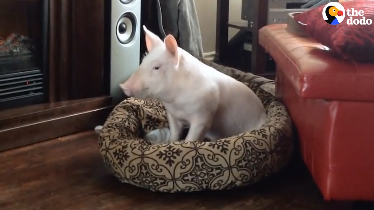 Rescue Pig's Parents Are Obsessed With Her | The Dodo