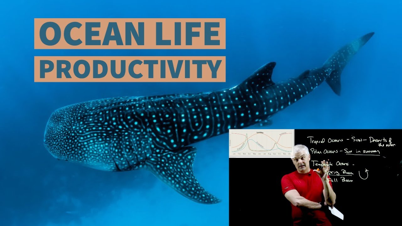 Ocean Productivity Simplified