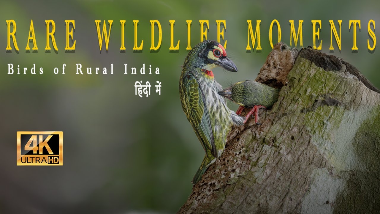 "Nesting Season Wonders: Baby Birds of Rural West Bengal 🐣 | Rare Wildlife Moments!"