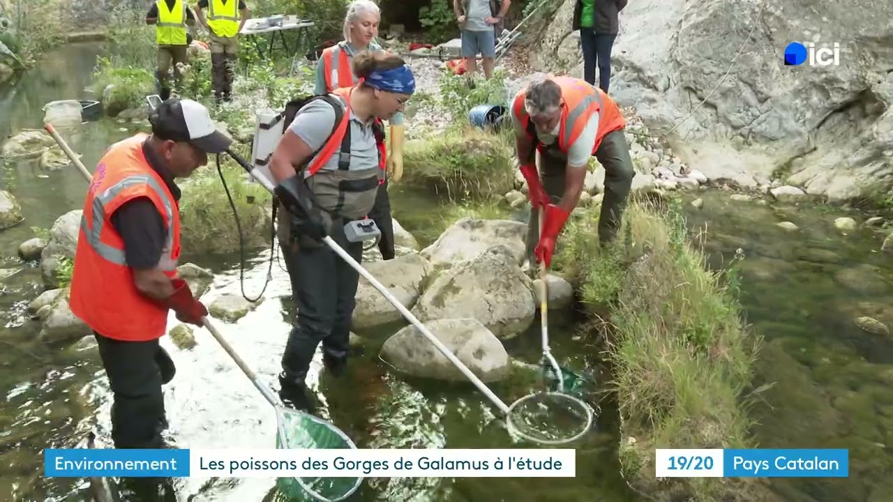Un barbeau, des vairons et des doutes : quand la p&ecirc;che r&eacute;v&egrave;le la sant&eacute; du site des Gorges de Galamus
