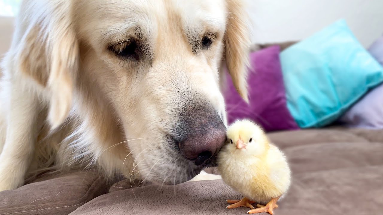 Golden Retriever Meets Newborn Baby Chick for the First Time!