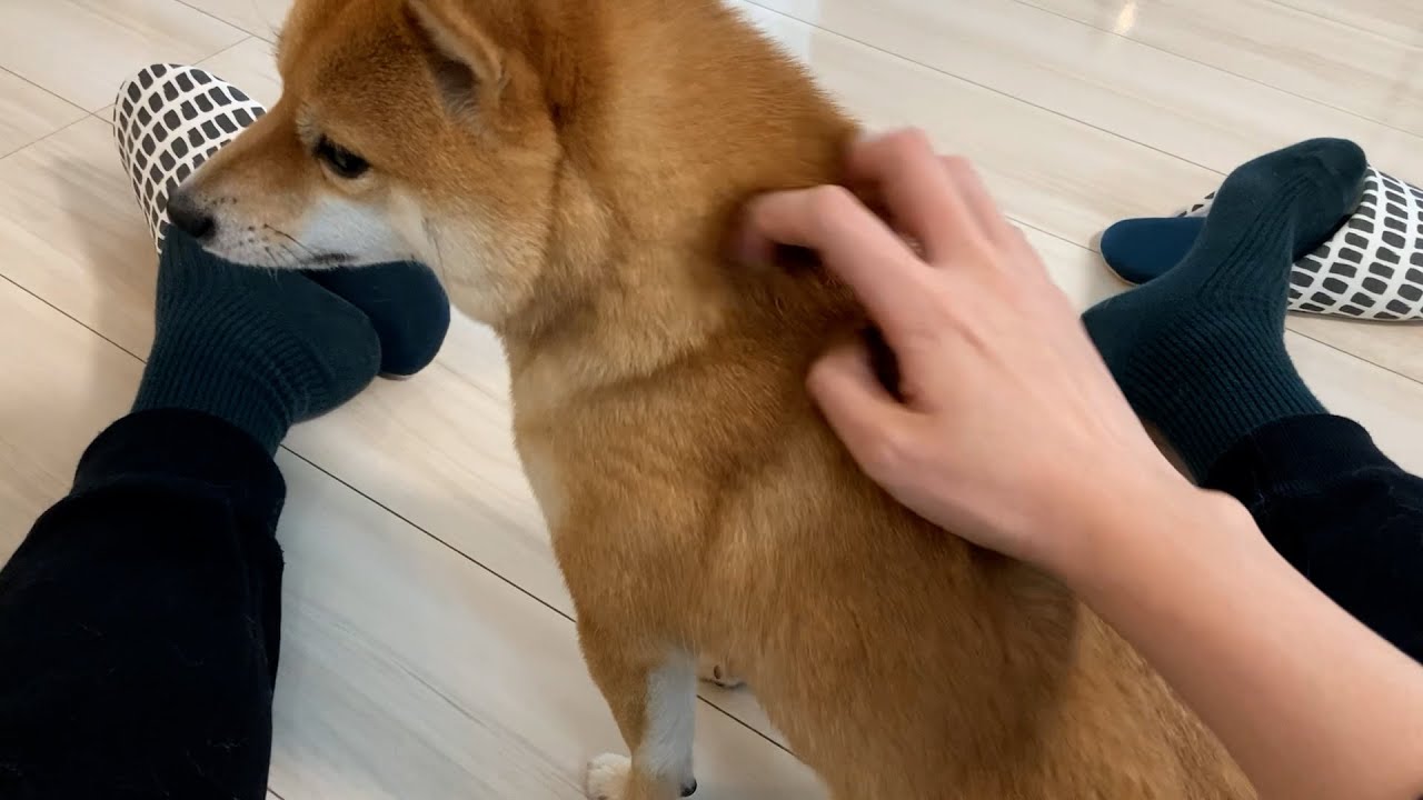 背中を撫でろと催促してくる実家の犬