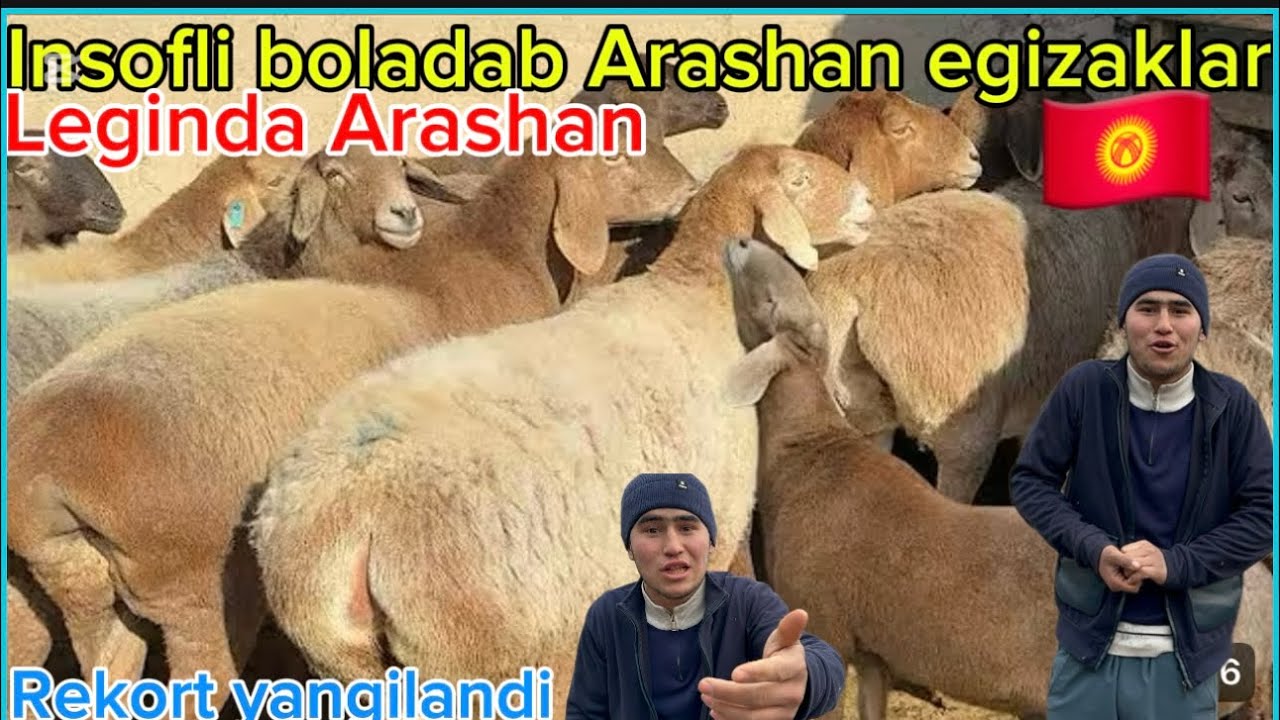 Insofli bolaga arzon Arashan naq yirik bõğoz sovliqlar 2650 mingdan xam qoy bor shoshiling 