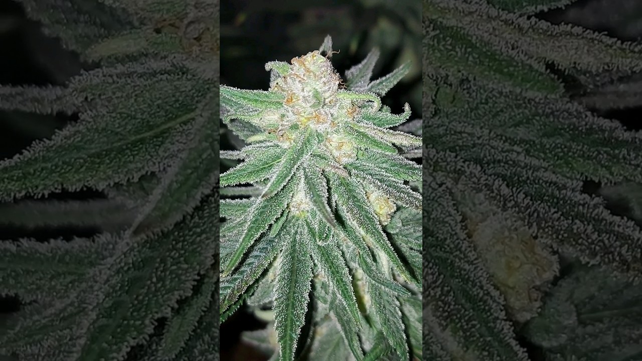 Wedding Cake (Triangle Kush &times; Animal Mints) @ Sticky Crystals
