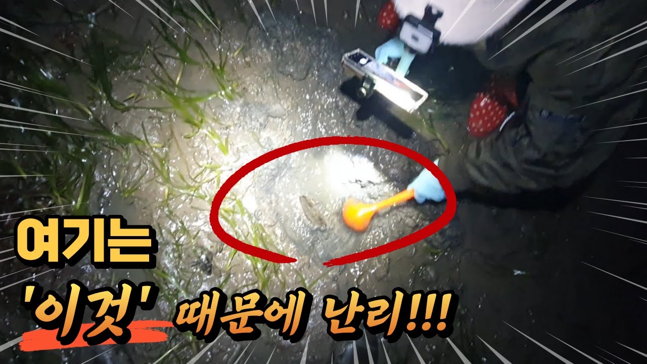 [야간 해루질]물이 빠지는 날 곽PD랑 닥치는대로 바로 잡아서 먹어보자!
