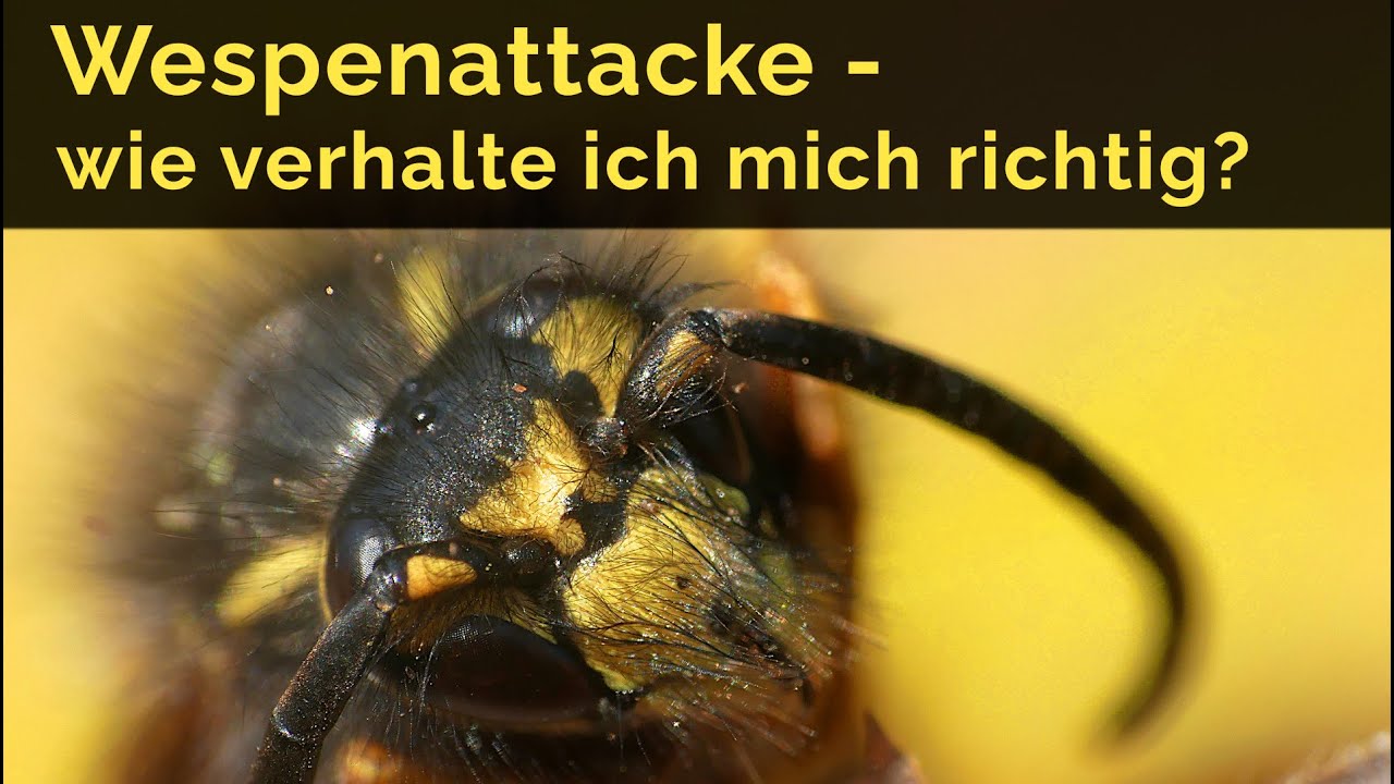 Wespenattacke/ eine Wespe greift an - was tun? Wie verhalte ich mich richtig?