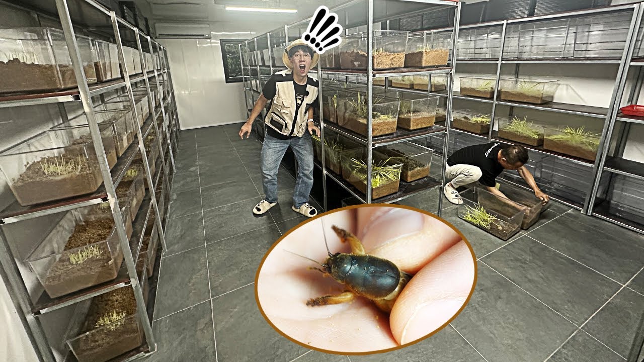 국내최초! 땅강아지 대량사육장을 방문하였습니다!